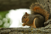 Squirrel on a branch