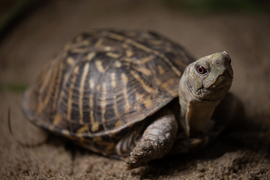 Ornate box turtle in sand