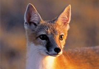 Closeup of a swift fox