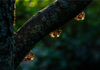 Exoskeletons of scissors grinder nymphs hanging from a tree branch