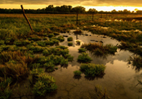 Saline wetland at sunset