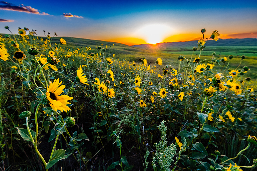 Prairie sunflowers illuminated by setting sun