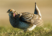 A sharp-tailed grouse