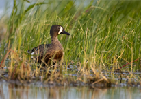 Blue-winged teal in marsh