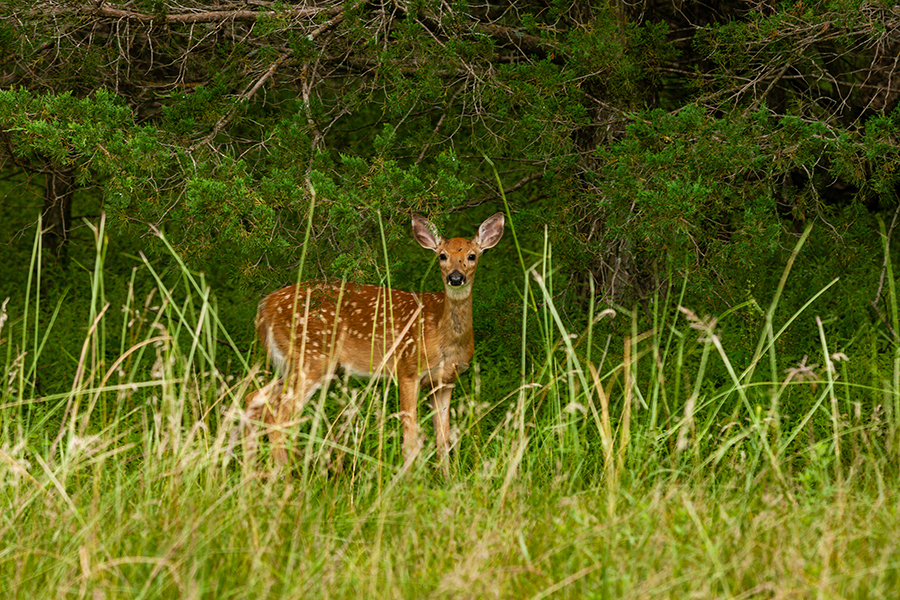 White-tailed deer fawn peeking through grass.