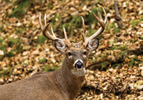 White-tailed buck with large antlers