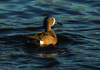 Blue-winged teal swimming