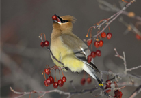 Cedar waxwing feeding on berries