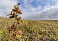 Cocklebur growing on the prairie