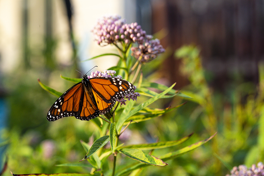 Monarch sitting on common milkweed in a garden