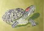 Drawing of a turtle for reptile art contest