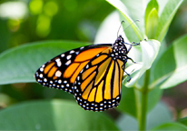 Monarch butterfly on a milkweed leaf