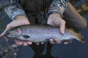 Angler holding a rainbow trout