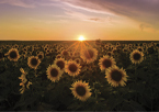 Winning image of sunflowers in a field at sunset