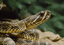 Prairie rattlesnake in grass