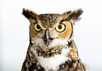 Studio shot of great horned owl