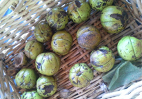 Hickory nuts in a basket