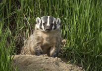 American badger by its den entrance