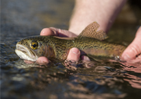 Someone holding a trout