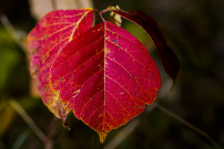 leaf in fall