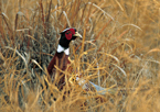 Pheasant in grass