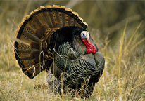 A strutting tom turkey