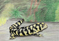 Drawing of a salamander