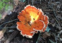 Chicken of the woods mushroom