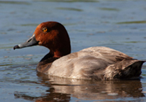 Redhead drake swimming