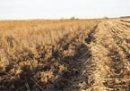 Stubble field