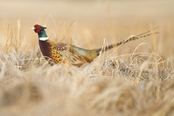 Pheasant in grass