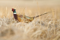 Pheasant in grassy field