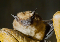 Big brown bat held in glove