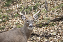 A white-tailed buck in fall woods