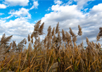 Phragmites, an invasive, noxious weed, growing at a wildlife management area.