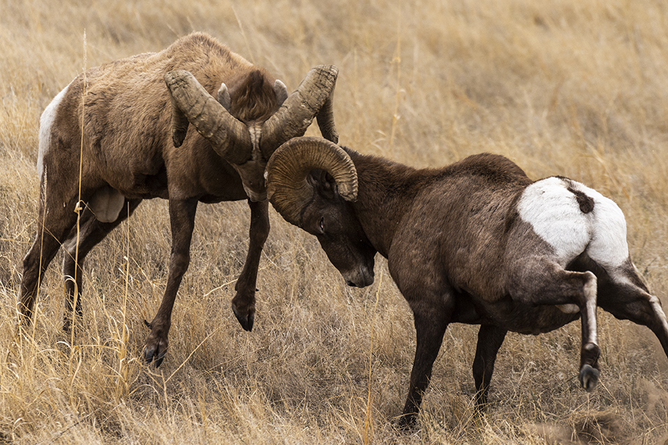 Bighorn rams butting heads