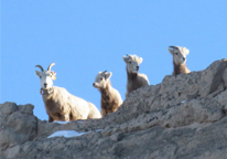 Several bighorn sheep looking out from atop a butte