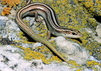 Many-lined skink on a rock