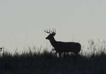 Silhouette of a white-tailed buck on a hill