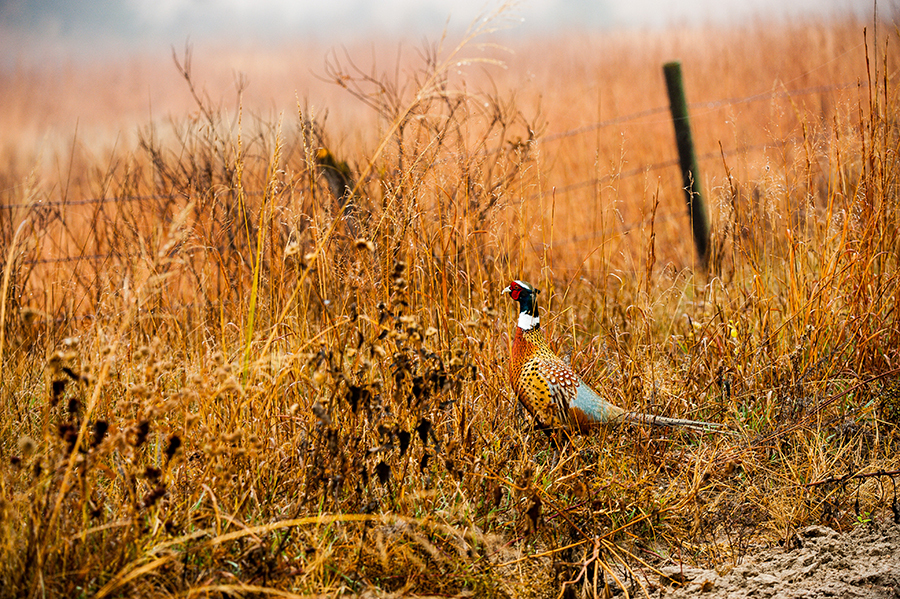 Rooster pheasant in a field near a fence.
