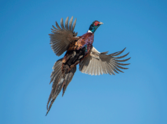 Rooster pheasant in flight