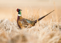 Rooster pheasant in field