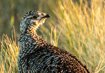 Closeup of a sharp-tailed grouse