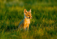 Swift fox in grasslands