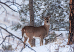 White-tailed deer in snowy woods