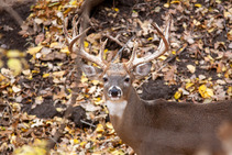 A white-tailed buck with large antlers