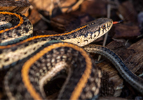 Closeup of a plains garter snake.