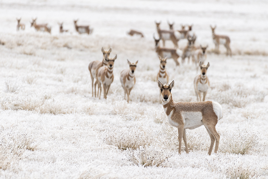 A group of pronghorn on frosty field