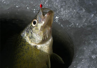 Catching a crappie through the ice