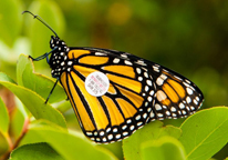 Monarch butterfly with a tag on its wing